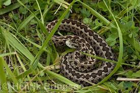 Keep Endangered Species in Bulgaria! by