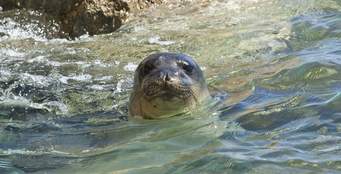 Keep Endangered Species in Bulgaria! by