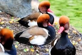 Keep Endangered Species in Bulgaria! by
