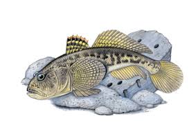 Keep Endangered Species in Bulgaria! by