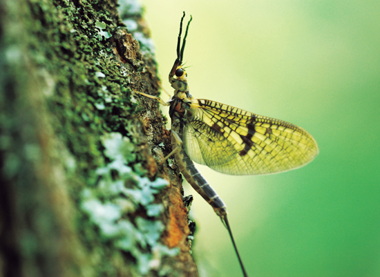 Keep Endangered Species in Bulgaria! by