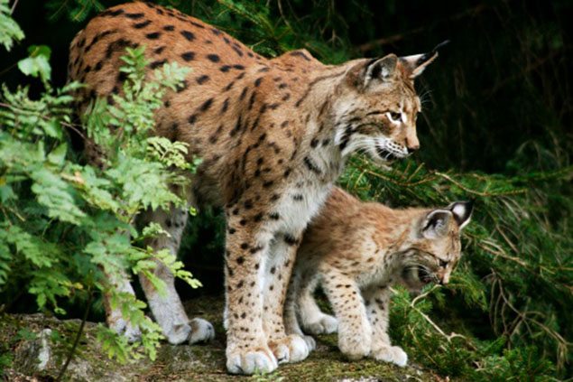 Keep Endangered Species in Bulgaria! by