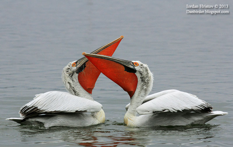 Keep Endangered Species in Bulgaria! by