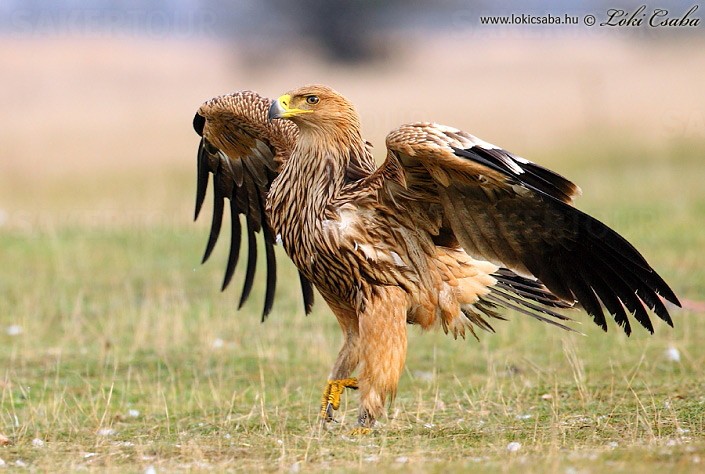 Keep Endangered Species in Bulgaria! by