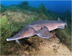 Keep Endangered Species in Bulgaria! by