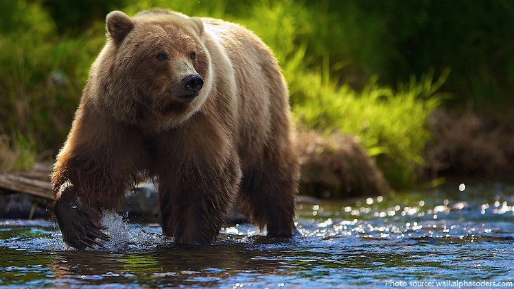THE BROWN BEAR (Ursus Arctos) Endangered Mammal Biology