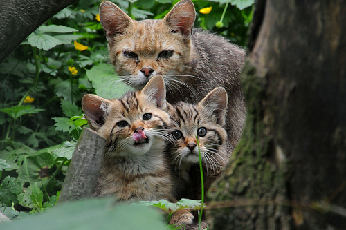 Keep Endangered Species in Bulgaria! by