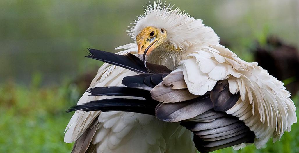 Keep Endangered Species in Bulgaria! by