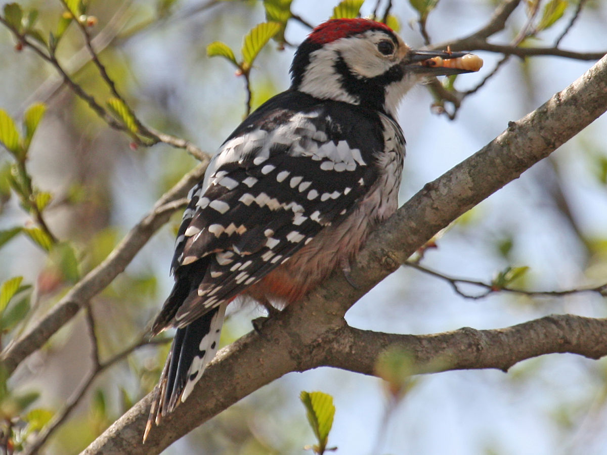 Keep Endangered Species in Bulgaria! by