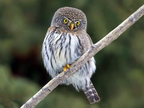 Keep Endangered Species in Bulgaria! by
