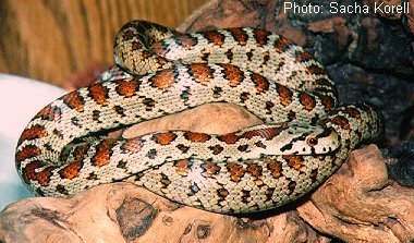 Keep Endangered Species in Bulgaria! by
