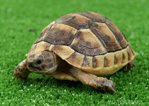 Keep Endangered Species in Bulgaria! by