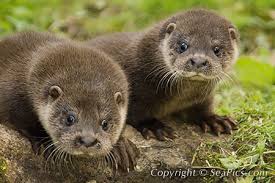 Keep Endangered Species in Bulgaria! by