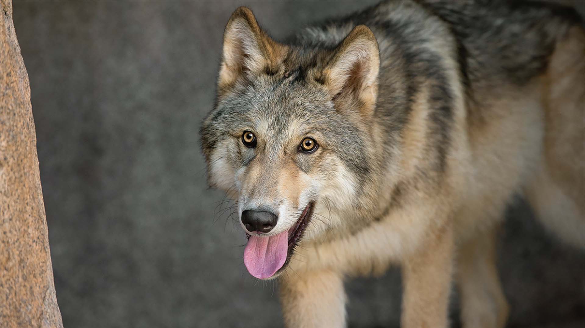 Keep Endangered Species in Bulgaria! by