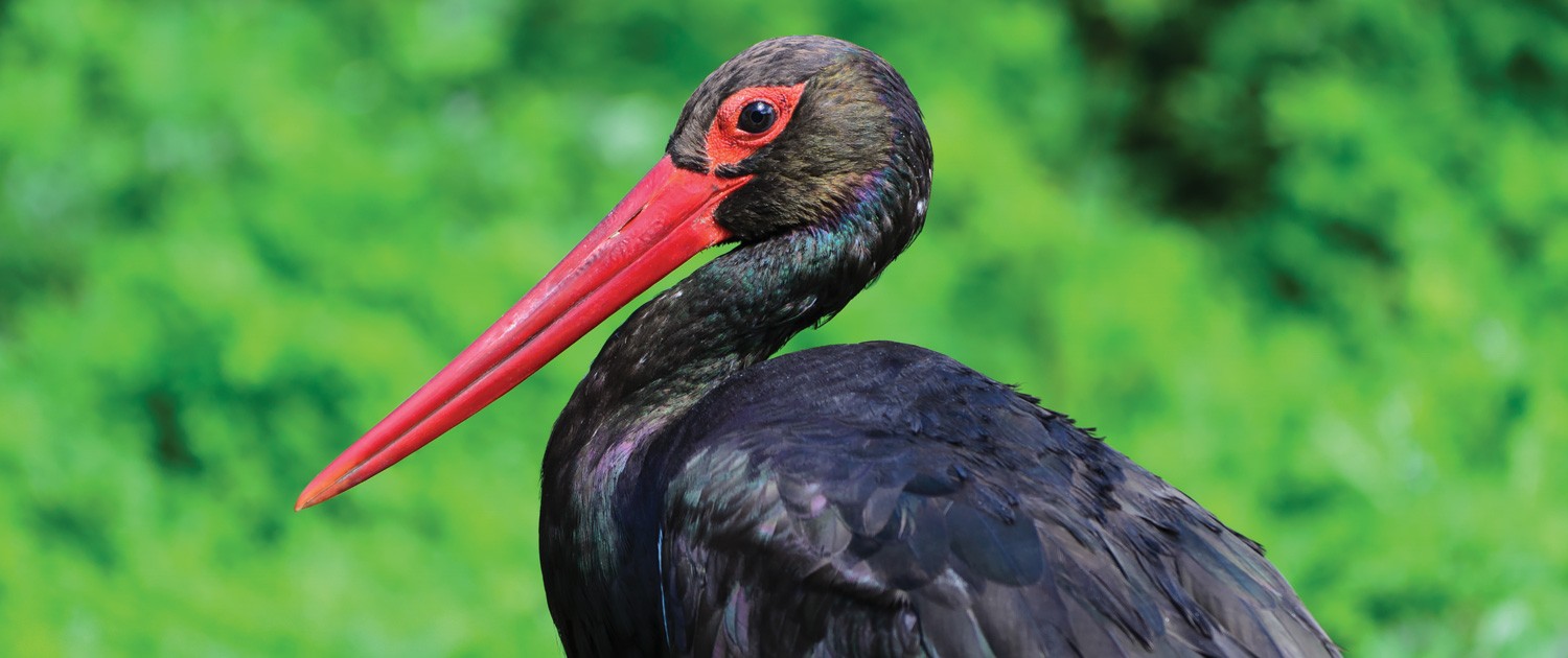 Keep Endangered Species in Bulgaria! by