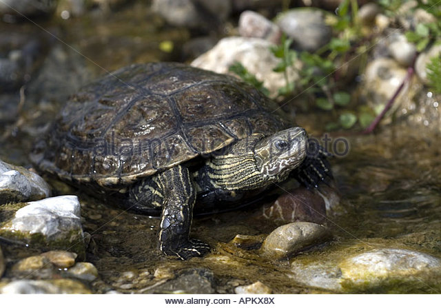 Keep Endangered Species in Bulgaria! by