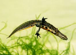 Keep Endangered Species in Bulgaria! by