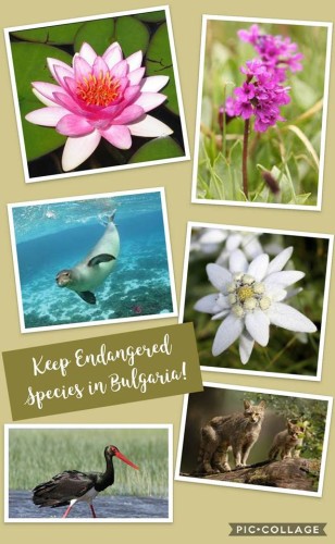Keep Endangered Species in Bulgaria! by 'Nesho Bonchev' High School 8v - Ourboox.com Keep Endangered Species in Bulgaria! by 'Nesho Bonchev' High School 8v - Ourboox.com