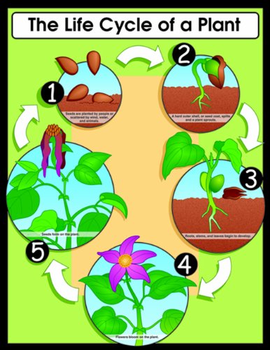 How a Seed becomes a Plant - Ourboox