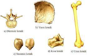anatomi atlası by ikra - Ourboox.com