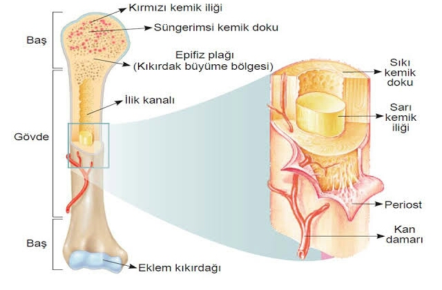 anatomi atlası by ikra - Ourboox.com