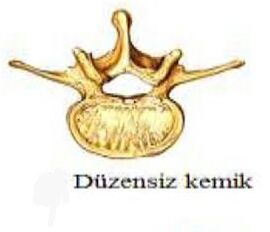 anatomi atlası by ikra - Ourboox.com