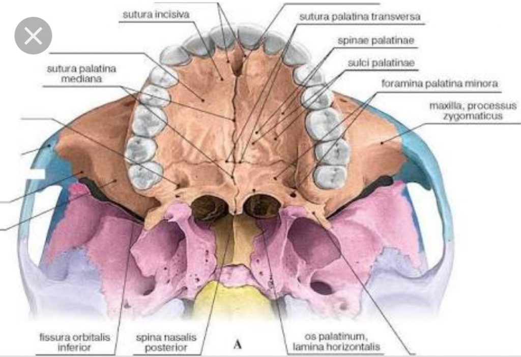 anatomi atlası by ikra - Ourboox.com