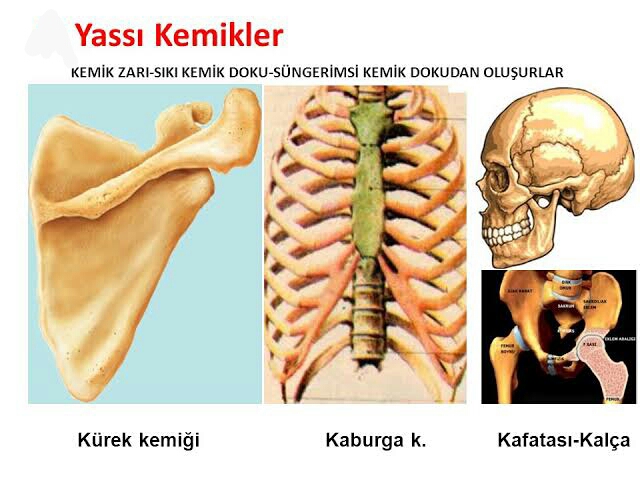 anatomi atlası by ikra - Ourboox.com