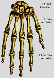 anatomi atlası by ikra - Ourboox.com