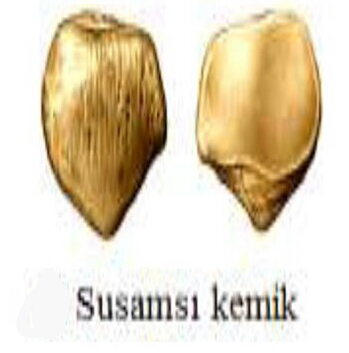 anatomi atlası by ikra - Ourboox.com