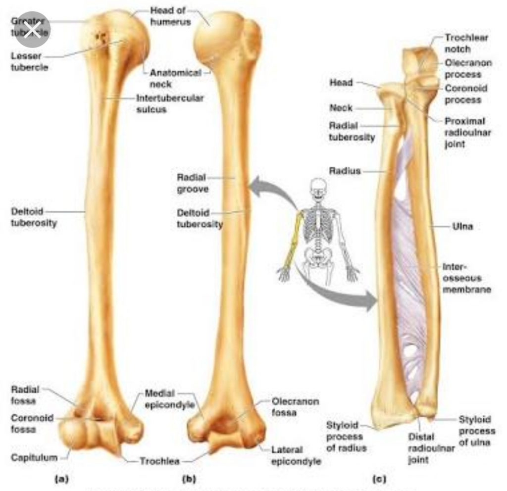 anatomi atlası by ikra - Ourboox.com