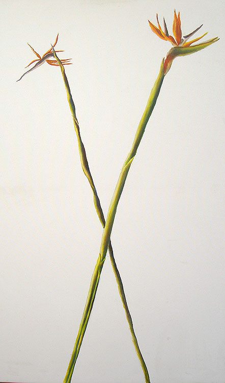 raphael perez ציורים של פרחי ציפור גן עדן אחד פורח השני נובל לילי נובלת פרחים ציורי פרח ציורים רפי פרץ צייר אמנות ישראלית עכשווית מודרנית