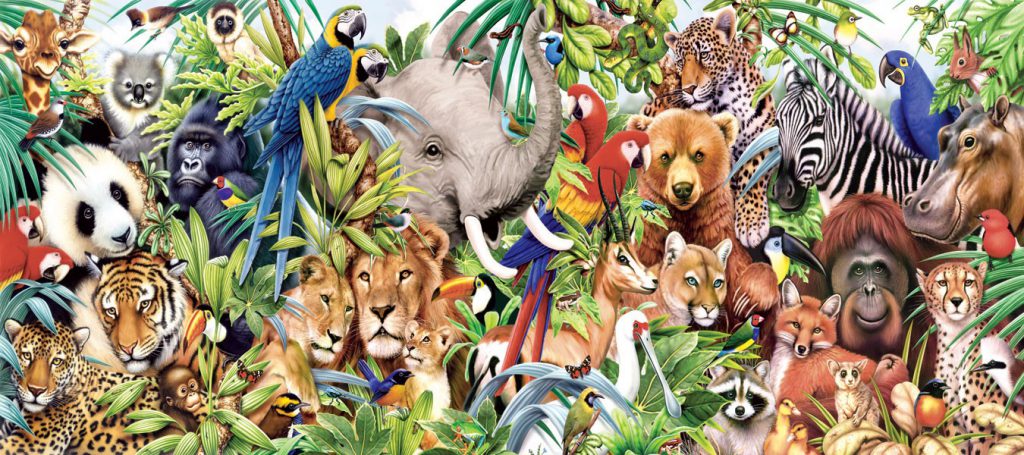 Information about animals Information about animals