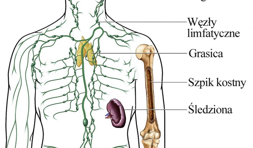 Sprawdzian Uklad Krazenia I Odpornosciowy Kl 7 uklad odpornosciowy - Ourboox
