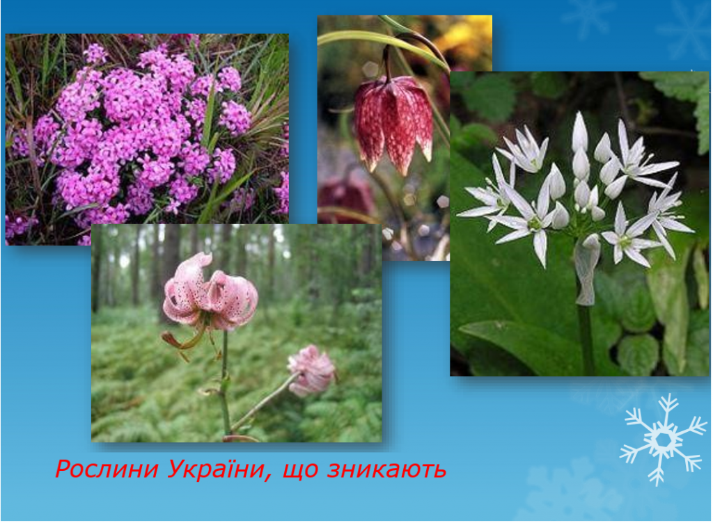 Oргaнізaція прoектнoї діяльнocті учнів у курcі інфoрмaтики by Larisa Mazun - Ourboox.com