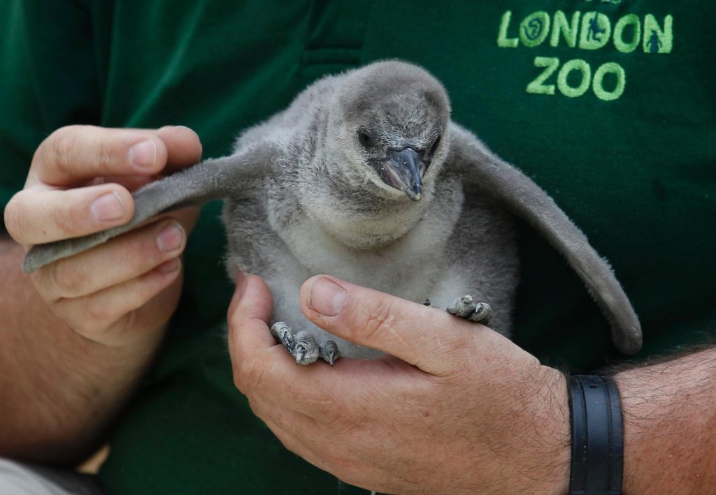 London Zoo "'The Animals' Kingdom'' Ourboox