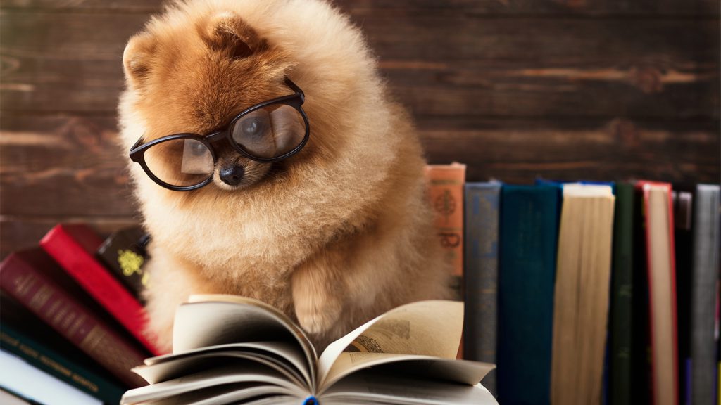 חיות שאני אוהבת - יסמין סעדה - Ourboox