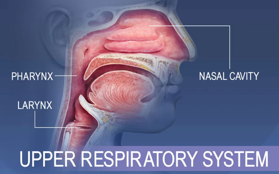 My Body Book – Respiratory System by Navaj Nune - Illustrated by Navaj Nune, and some pictures are from the internet. - Ourboox.com