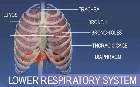 My Body Book – Respiratory System by Navaj Nune - Illustrated by Navaj Nune, and some pictures are from the internet. - Ourboox.com