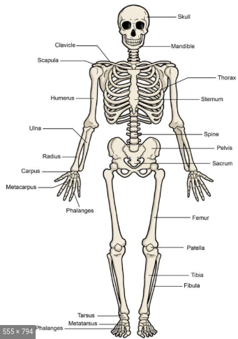My Body Book – Respiratory System by Navaj Nune - Illustrated by Navaj Nune, and some pictures are from the internet. - Ourboox.com