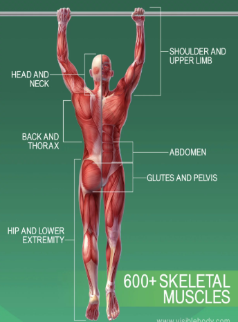 My Body Book – Respiratory System by Navaj Nune - Illustrated by Navaj Nune, and some pictures are from the internet. - Ourboox.com