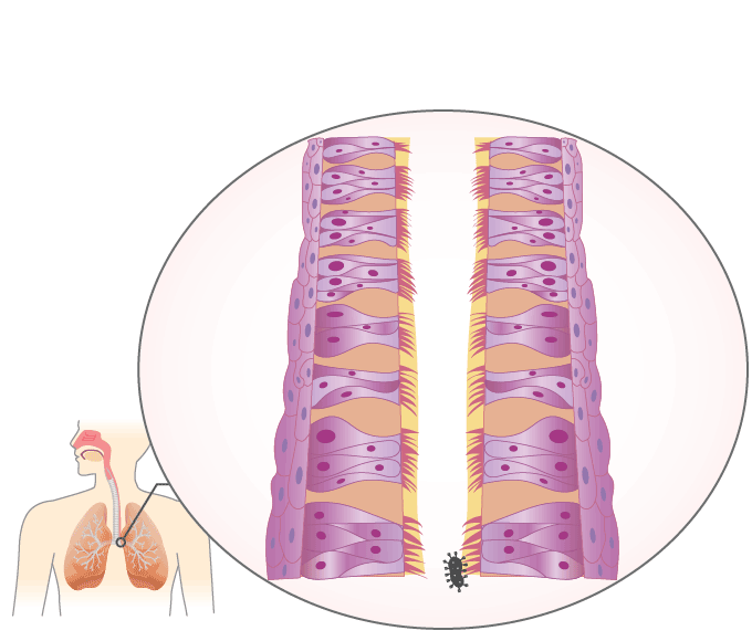 My Body Book – Respiratory System by Navaj Nune - Illustrated by Navaj Nune, and some pictures are from the internet. - Ourboox.com