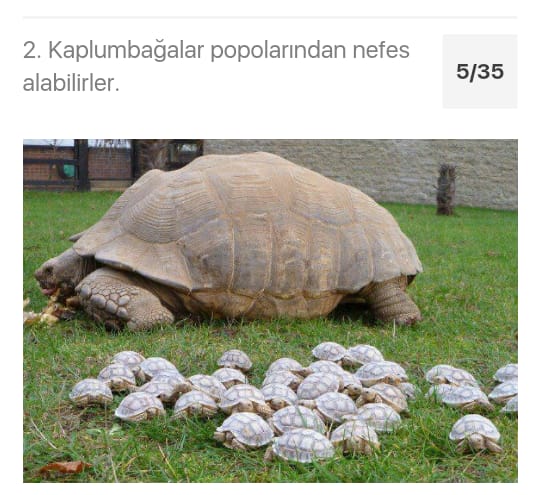 Çarşıbaşı Anadolu Lisesi Hayvanlarla Hayatına Değer Kat Projesi by azize kaya - Illustrated by Mervenur Eski - Ourboox.com