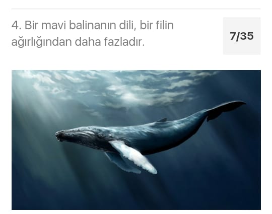 Çarşıbaşı Anadolu Lisesi Hayvanlarla Hayatına Değer Kat Projesi by azize kaya - Illustrated by Mervenur Eski - Ourboox.com