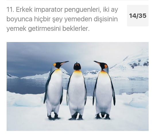 Çarşıbaşı Anadolu Lisesi Hayvanlarla Hayatına Değer Kat Projesi by azize kaya - Illustrated by Mervenur Eski - Ourboox.com