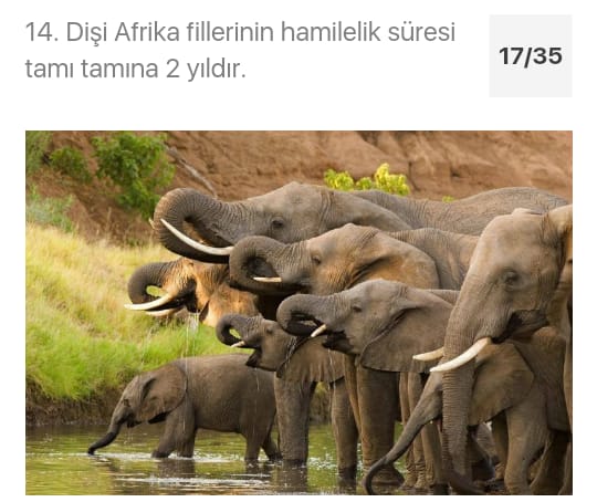 Çarşıbaşı Anadolu Lisesi Hayvanlarla Hayatına Değer Kat Projesi by azize kaya - Illustrated by Mervenur Eski - Ourboox.com