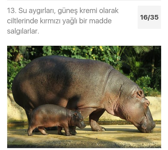 Çarşıbaşı Anadolu Lisesi Hayvanlarla Hayatına Değer Kat Projesi by azize kaya - Illustrated by Mervenur Eski - Ourboox.com