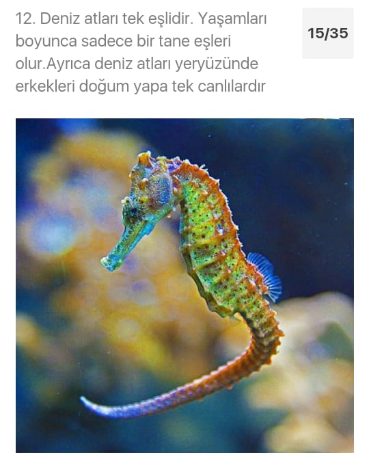 Çarşıbaşı Anadolu Lisesi Hayvanlarla Hayatına Değer Kat Projesi by azize kaya - Illustrated by Mervenur Eski - Ourboox.com