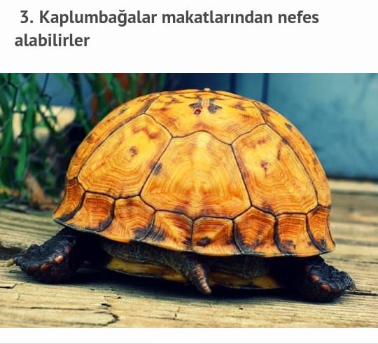 Çarşıbaşı Anadolu Lisesi Hayvanlarla Hayatına Değer Kat Projesi by azize kaya - Illustrated by Mervenur Eski - Ourboox.com