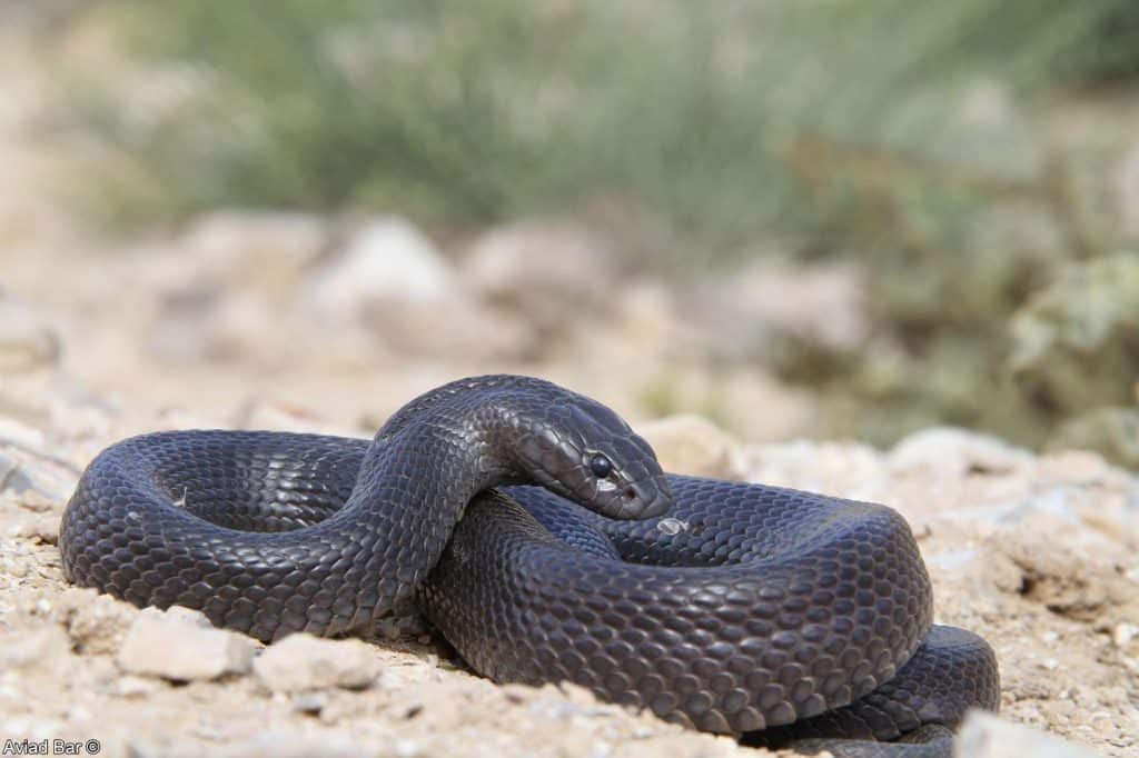 הנחש היה ערום כולו